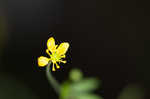 Mississippi buttercup